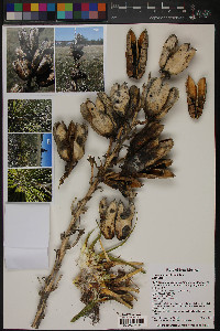 Yucca intermedia image