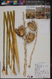 Yucca campestris image