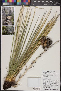 Yucca intermedia image