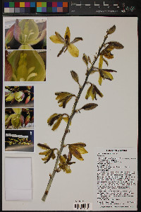 Yucca intermedia image