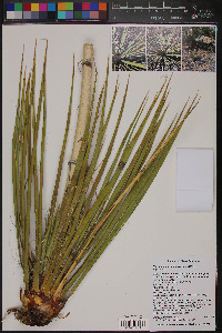 Yucca neomexicana image