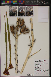 Yucca neomexicana image