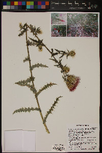 Cirsium arizonicum image