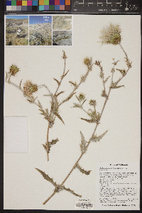 Cirsium mohavense image