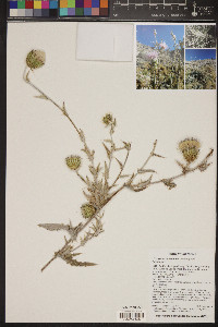 Cirsium mohavense image