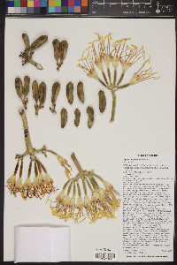 Agave chrysantha image