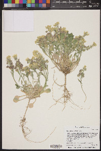 Physaria acutifolia image