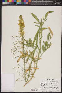 Stanleya pinnata image