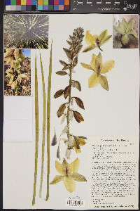 Yucca angustissima image