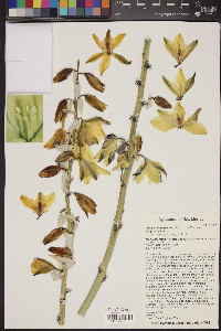 Yucca angustissima var. angustissima image