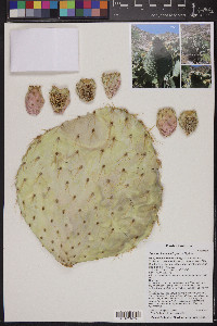 Opuntia chlorotica image