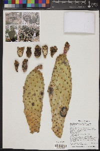 Opuntia basilaris image