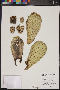 Opuntia basilaris image