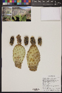 Opuntia basilaris var. longiareolata image