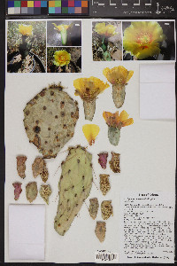 Opuntia phaeacantha image