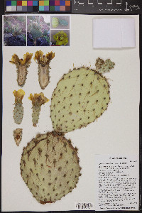 Opuntia chlorotica image