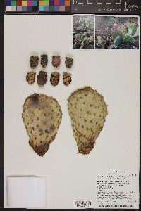Opuntia basilaris var. longiareolata image