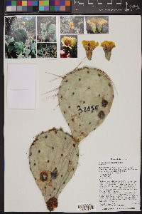 Opuntia phaeacantha image