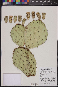 Opuntia phaeacantha image
