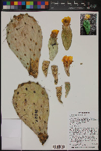 Opuntia phaeacantha image