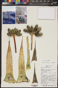 Agave mckelveyana image