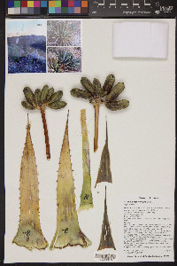 Agave mckelveyana image