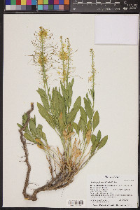 Stanleya pinnata image