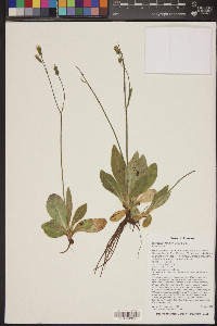 Hieracium fendleri image