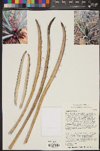 Yucca endlichiana image