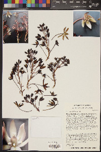 Yucca endlichiana image