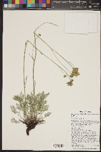 Hymenopappus filifolius var. lugens image