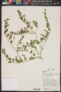 Convolvulus arvensis image