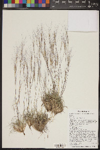 Aristida purpurea var. fendleriana image