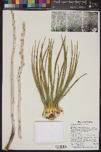 Yucca baileyi image