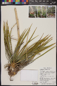 Yucca baileyi image