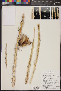 Yucca baileyi image