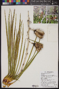 Yucca baileyi image