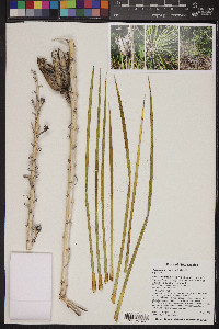 Yucca baileyi image