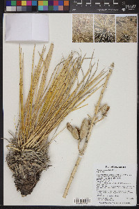 Yucca intermedia image