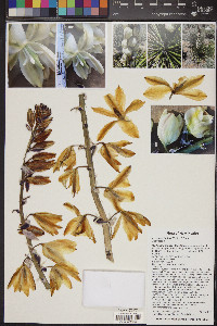 Yucca baileyi image