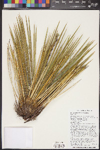 Yucca baileyi image