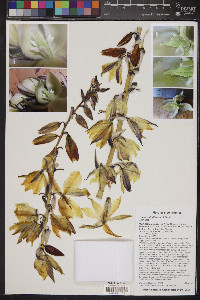 Yucca baileyi image