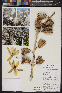 Yucca baileyi image