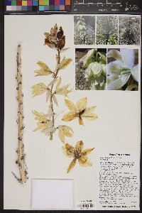 Yucca baileyi image