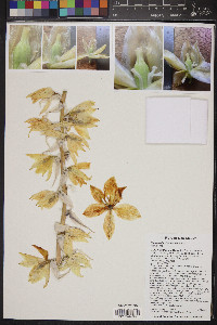 Yucca baileyi image