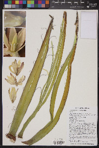 Yucca baccata var. baccata image