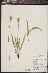 Agoseris parviflora image