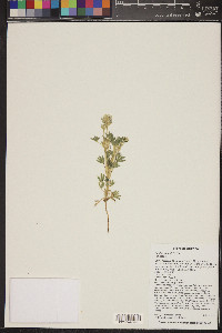 Lupinus kingii image