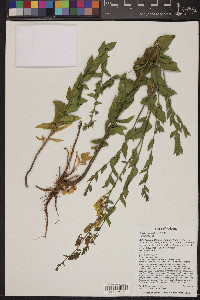 Linaria dalmatica image