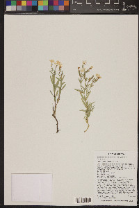 Phlox woodhousei image